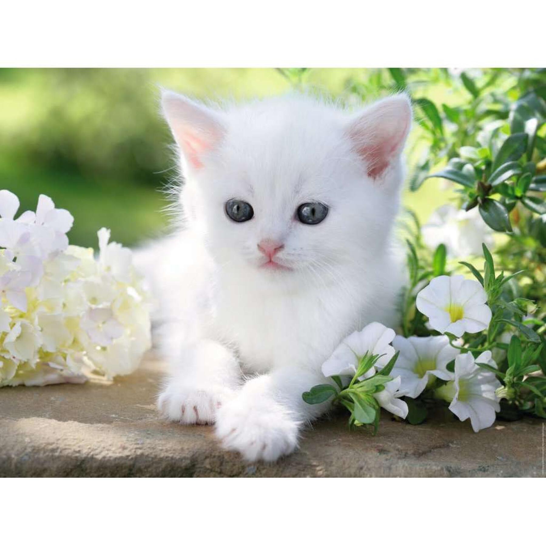 1500 stukjes puzzel kitten wit Ravensburger