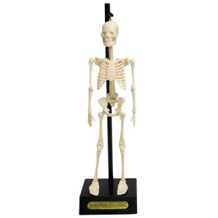 Anatomisch skeletmodel Rex London