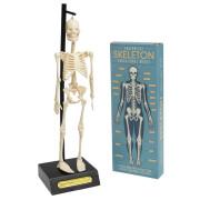 Anatomisch skeletmodel Rex London